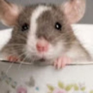 Meet your Posher, Ratina